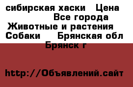 l: сибирская хаски › Цена ­ 10 000 - Все города Животные и растения » Собаки   . Брянская обл.,Брянск г.